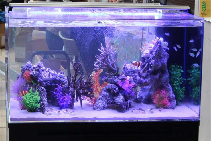 青い照明に照らされた海水魚水槽とサンゴのレイアウト