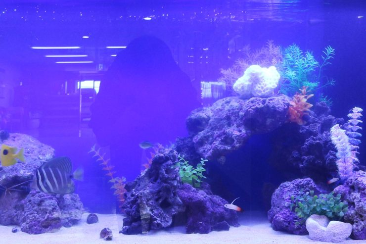 青い照明の海水魚水槽とライブロックのレイアウト