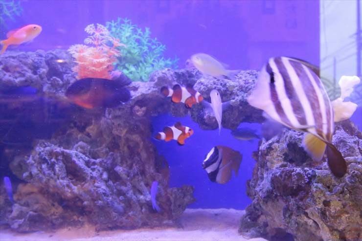 岩組の海水魚水槽を泳ぐクマノミやハギなどの熱帯魚群