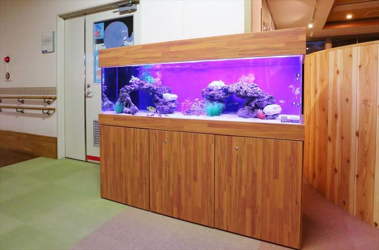 木目調の水槽台に設置された紫色の照明の大型海水魚水槽