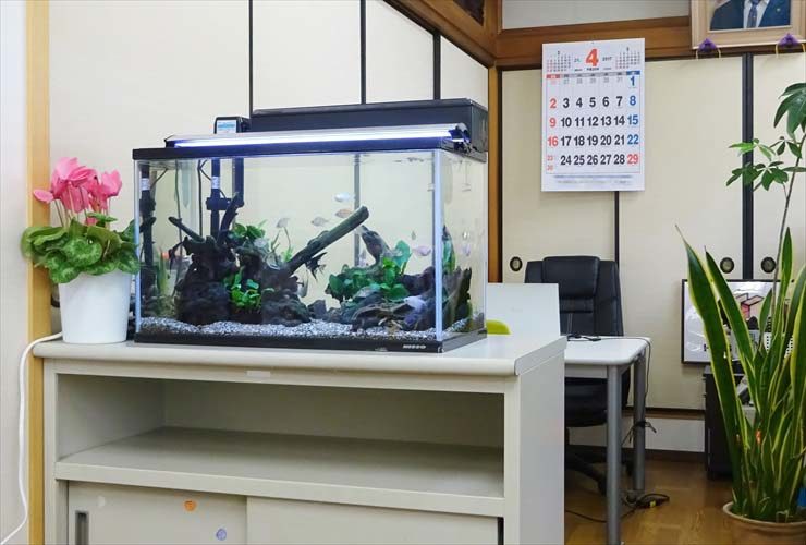 事務所の棚に設置された流木と水草の熱帯魚水槽