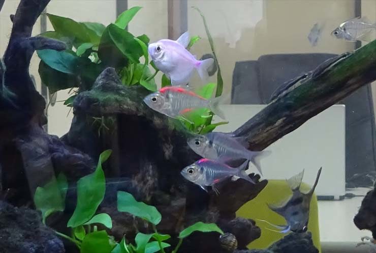 流木と水草の周りを泳ぐ小型熱帯魚とエンゼルフィッシュ