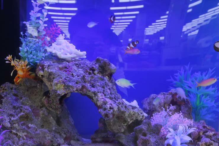 青い照明の海水魚水槽を泳ぐカクレクマノミとライブロック