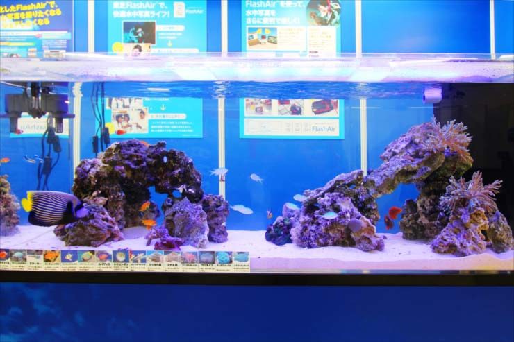 ライブロックと海水魚が泳ぐ大型の海水魚水槽