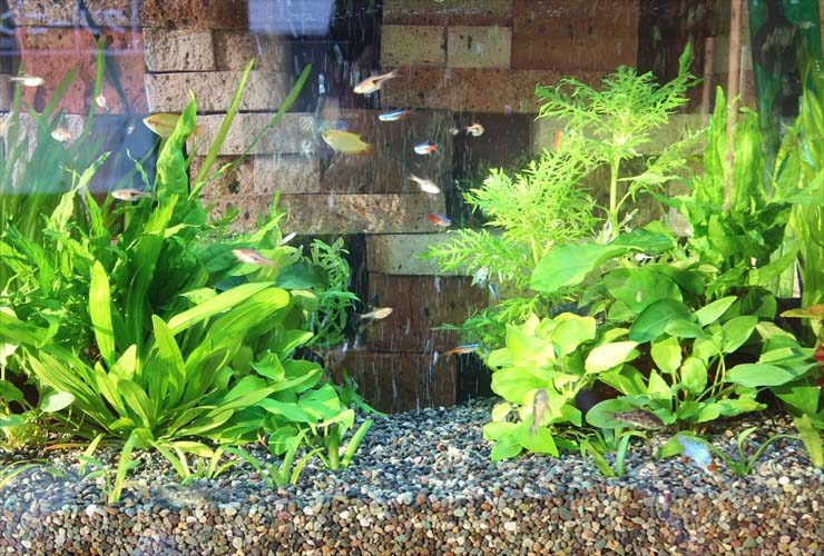 水草とネオンテトラの仲間が泳ぐレンガ背景の水槽