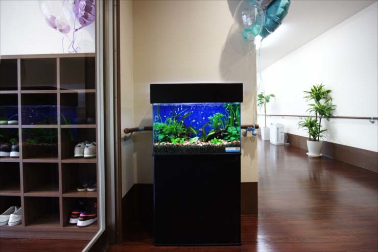 廊下に設置された水草と小型魚の熱帯魚水槽と黒い水槽台