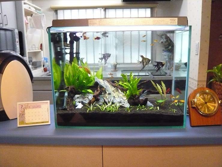 エンゼルフィッシュと水草が泳ぐキッチンカウンターの水槽