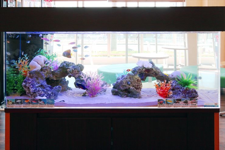 岩組と人工水草を配置した大型海水魚水槽の全景