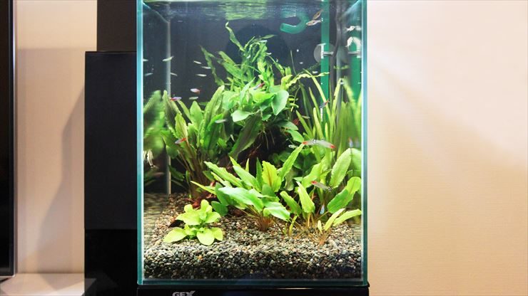 水草が茂る水槽内を泳ぐネオンテトラの仲間と小型魚