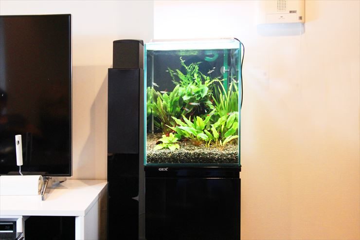 テレビ横に設置された水草と小型魚のハイタイプ水槽