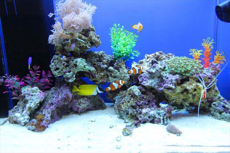 カクレクマノミとライブロックを配置した海水魚水槽