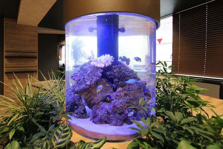 観葉植物に囲まれた円柱型の海水魚水槽とライブロック