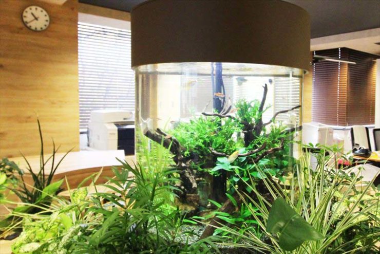 オフィスに設置された円柱水槽と周囲の観葉植物