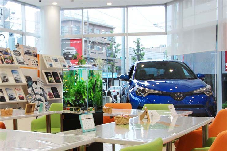 カーディーラーの店内に設置された縦長の水草水槽