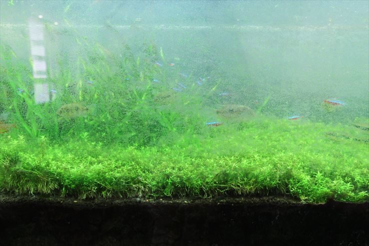 水草が茂りネオンテトラの仲間が泳ぐ白濁した水槽