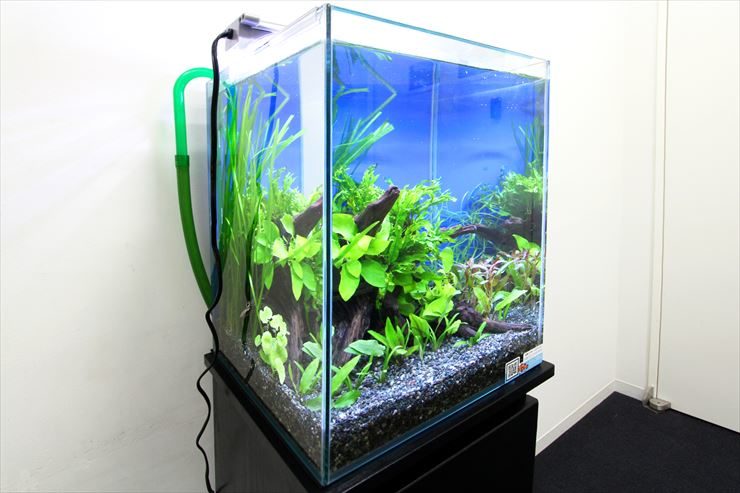 青い背景と流木に水草を配置したキューブ水槽の全景