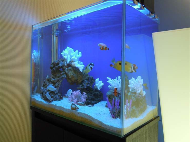 青い照明の海水魚水槽と白いサンゴのレイアウト