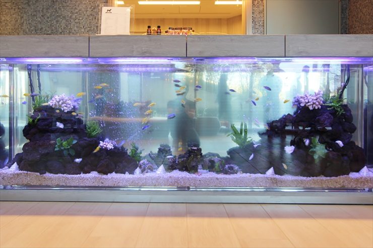受付カウンター下の大型水槽と泳ぐ熱帯魚の群れ