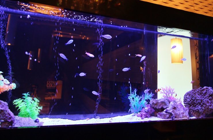 青い照明の海水魚水槽を泳ぐスズメダイの仲間とサンゴ礁