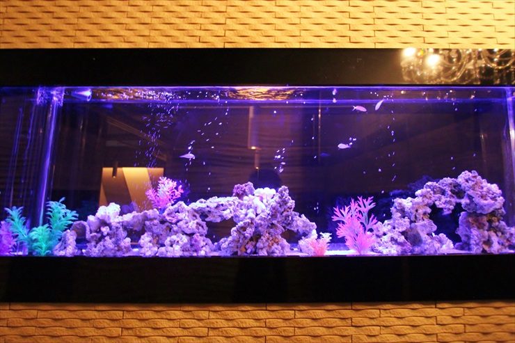 青い照明に照らされた大型の海水魚水槽とライブロック