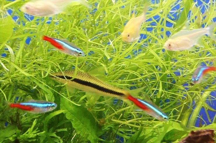 水草の間を泳ぐネオンテトラの仲間と熱帯魚たち