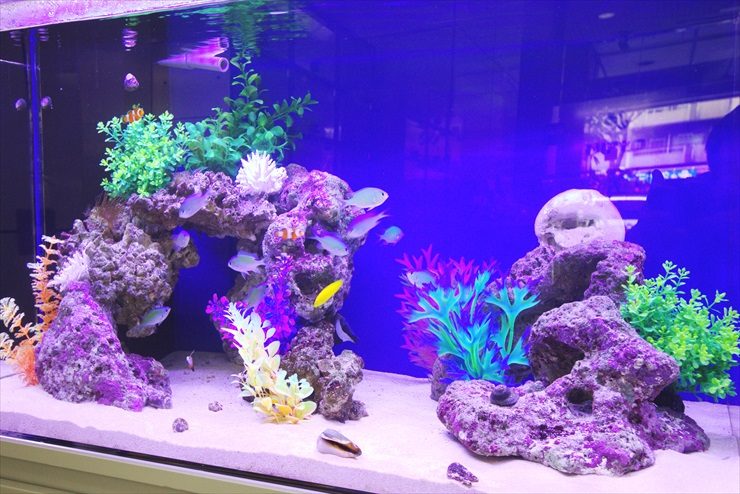 青い照明の海水魚水槽とライブロックに泳ぐ熱帯魚群
