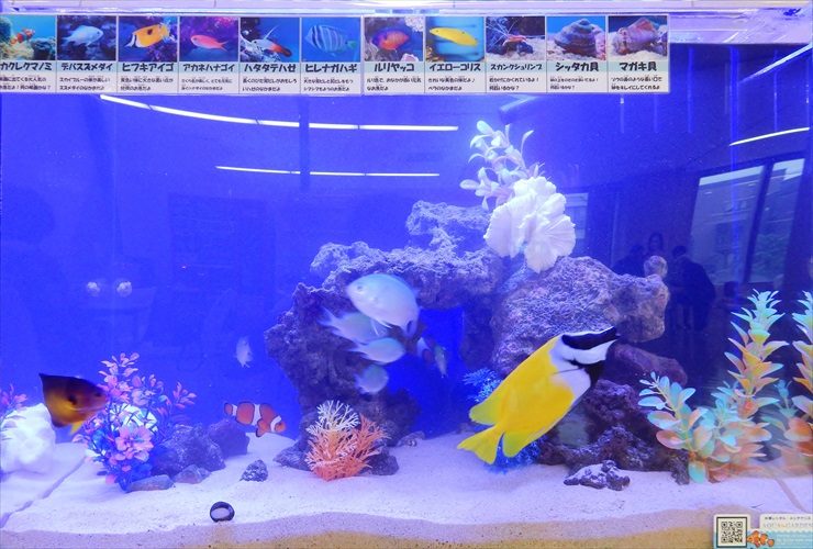 海水魚が泳ぐ青い照明のサンゴ礁風レイアウト水槽
