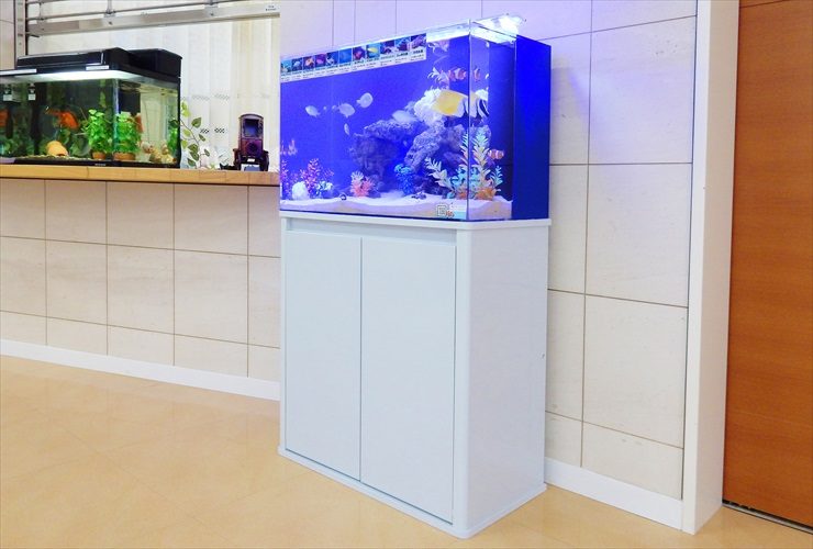 白い水槽台に設置された青い背景の海水魚水槽
