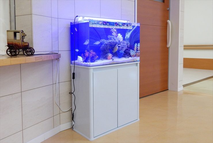 白い水槽台に設置された青い照明の海水魚水槽