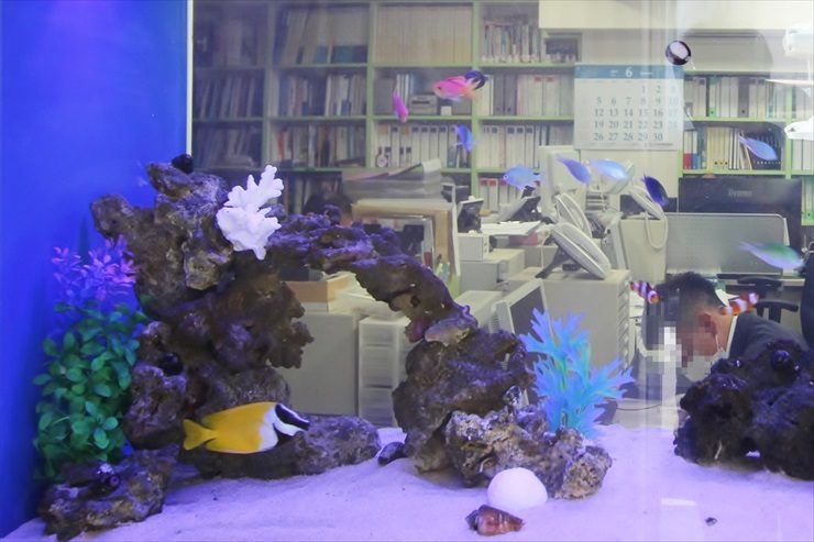 オフィスに設置された海水魚水槽と泳ぐ黄色い熱帯魚