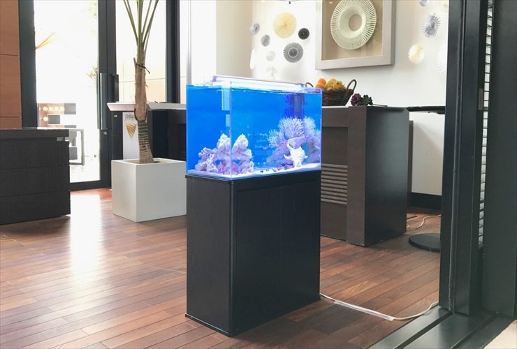 室内に設置された青い背景の海水魚水槽と黒い水槽台
