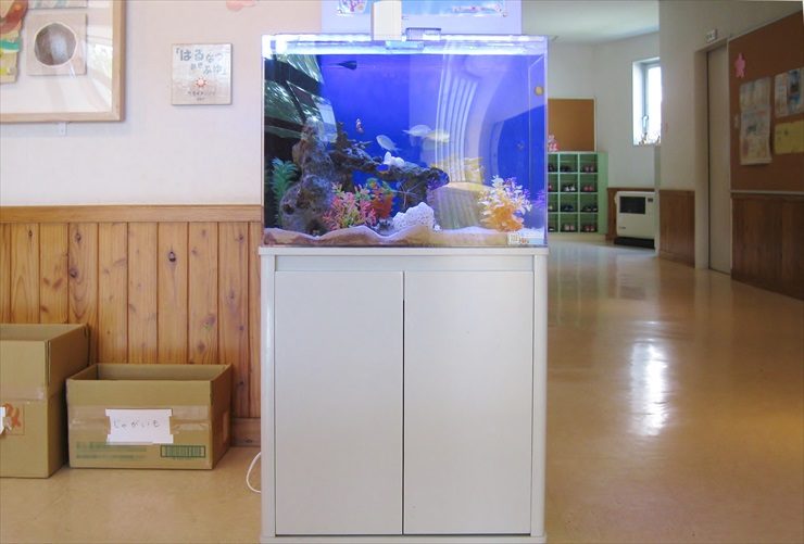 白い水槽台に設置された青い背景の熱帯魚水槽