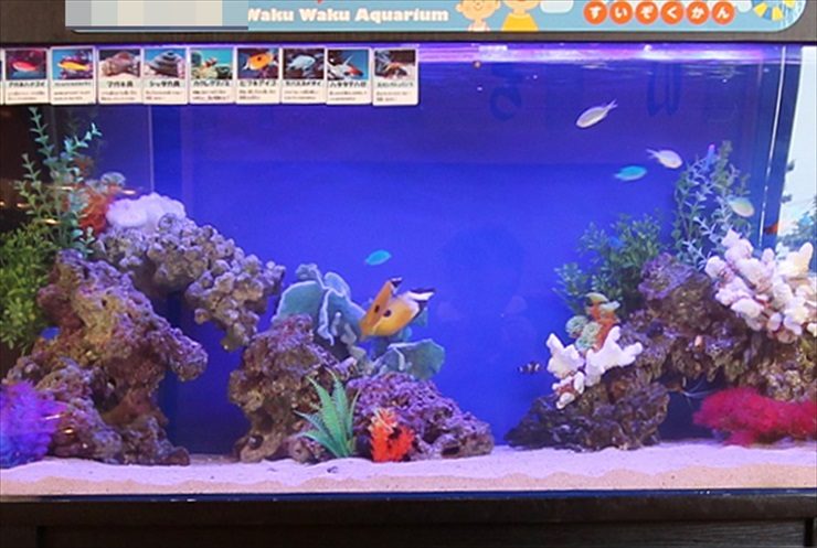 海水魚が泳ぐ岩組みとサンゴを配置した青い背景の水槽