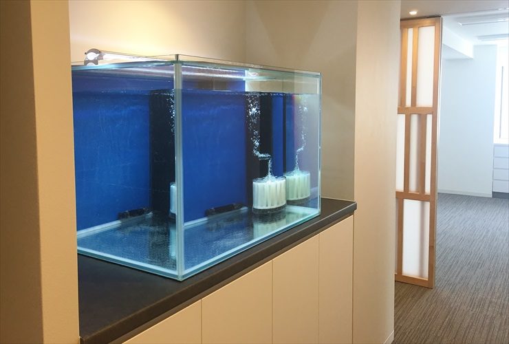 青いバックスクリーンと投げ込み式フィルターの水槽
