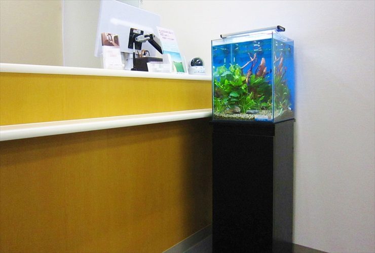 受付カウンター横に設置された小型水草水槽と黒い水槽台