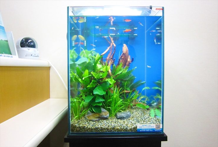 流木と水草を配置した熱帯魚が泳ぐ青い背景の水槽