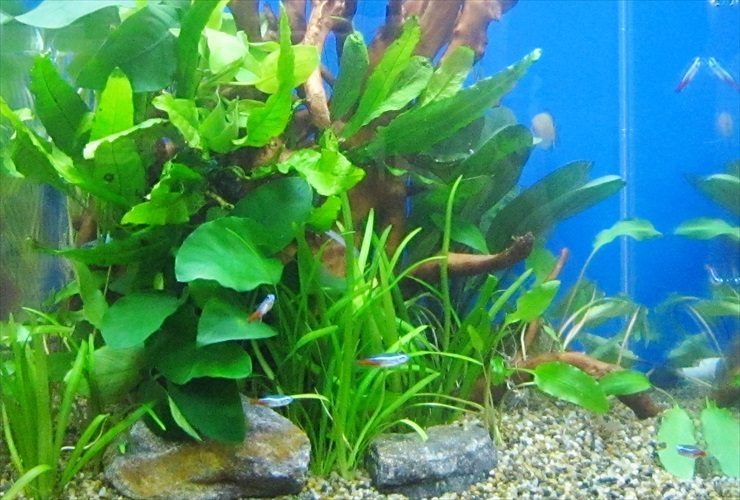 水草とネオンテトラの仲間が泳ぐ青い背景の水槽内景