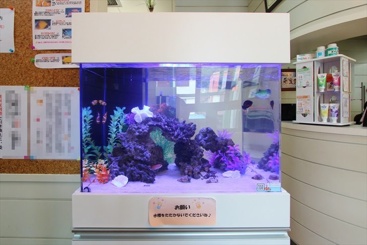 白い水槽台に設置された海水魚水槽と岩のレイアウト