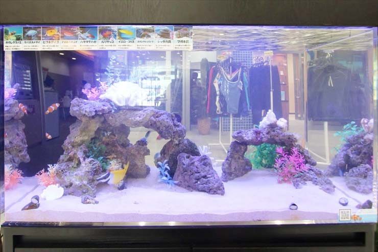 岩組と人工サンゴを配置した海水魚水槽の全景