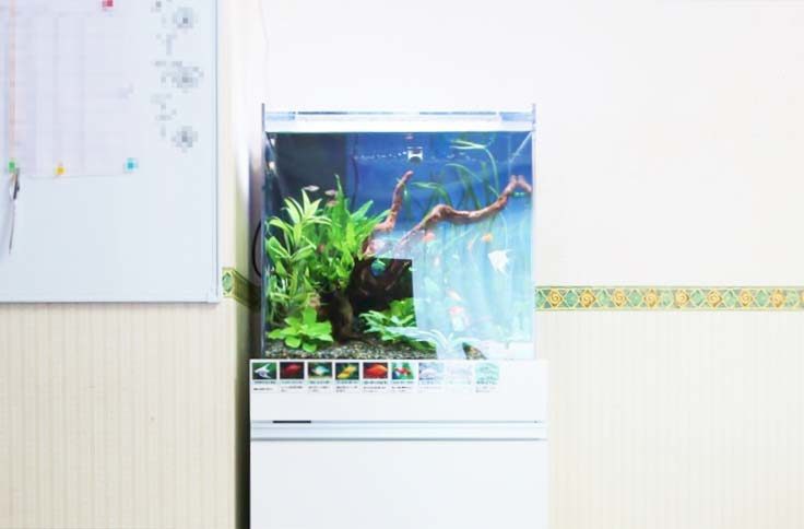 流木と水草を配置した白い水槽台設置の熱帯魚水槽