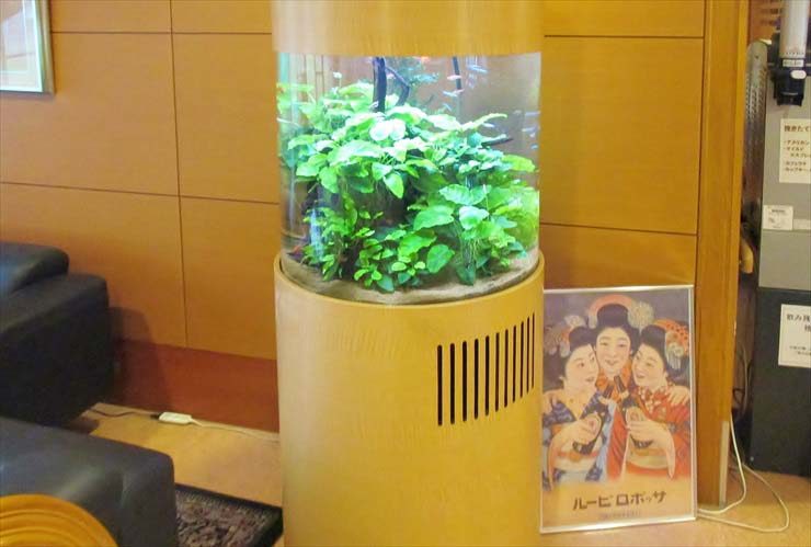 木目調の円柱型水槽に茂るアヌビアス類と小型魚