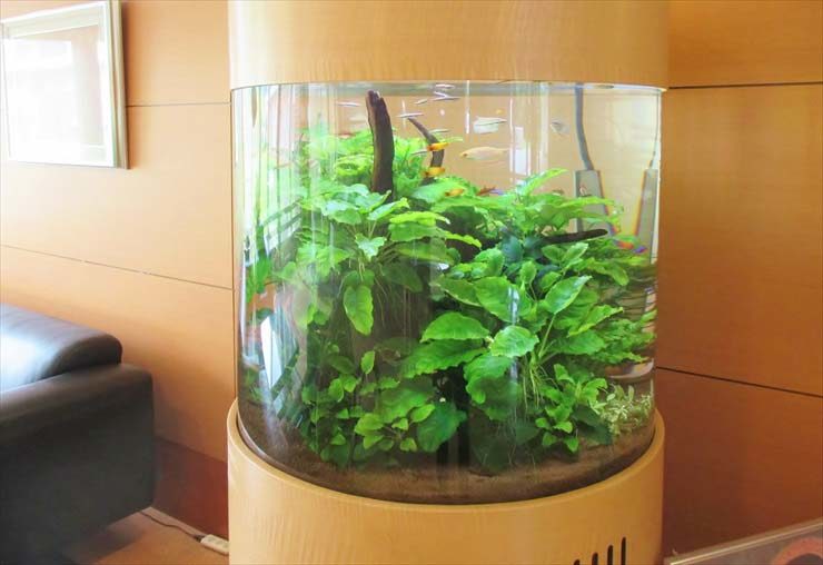 アヌビアス類が茂る円柱型水槽と泳ぐ小型熱帯魚群