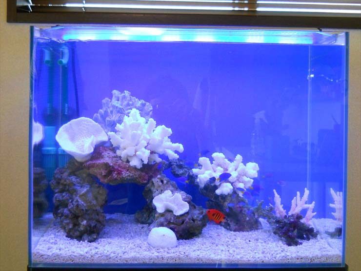 青い照明の海水魚水槽と白いサンゴのレイアウト