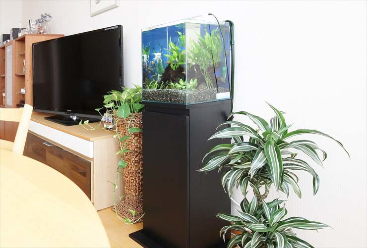 テレビ横に設置された水槽と観葉植物のあるリビング風景
