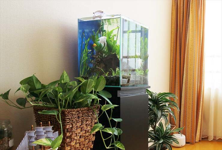 観葉植物に囲まれた水槽と泳ぐエンゼルフィッシュの仲間