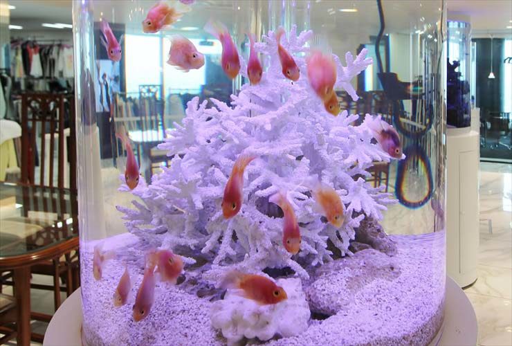 白いサンゴとピンクの熱帯魚が泳ぐ円柱水槽のレイアウト