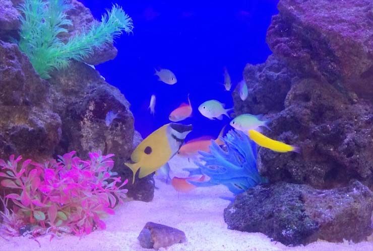 岩の間を泳ぐ黄色い海水魚と人工水草の海水水槽