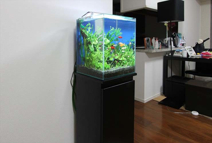 黒い水槽台に設置された水草と熱帯魚の小型水槽