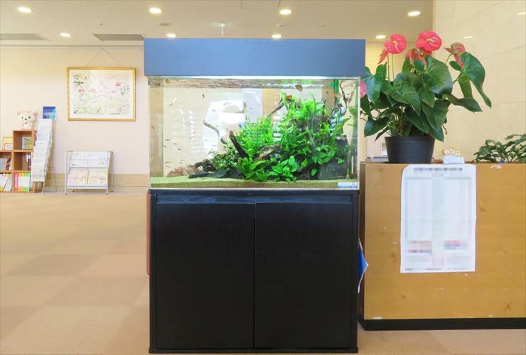 ロビーに設置された水草と流木の大型水槽と黒い水槽台