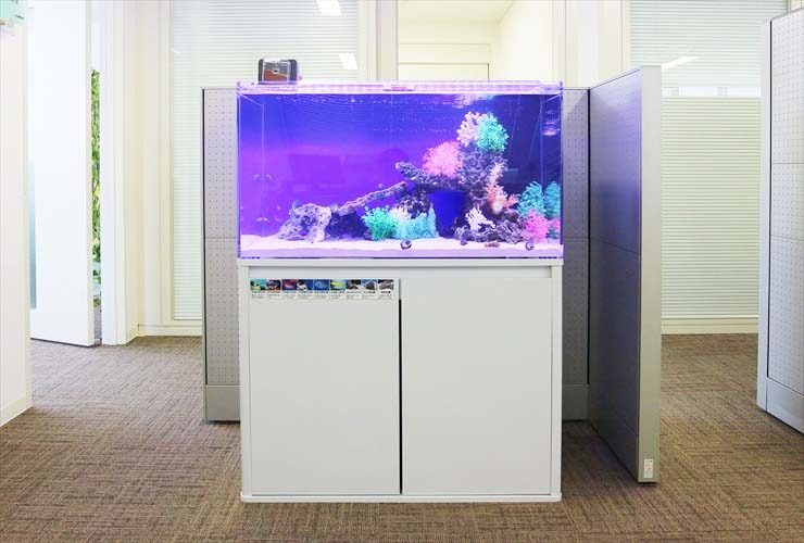 オフィスに設置された紫色の照明が光る海水魚水槽